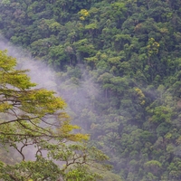 gozd, Yungas