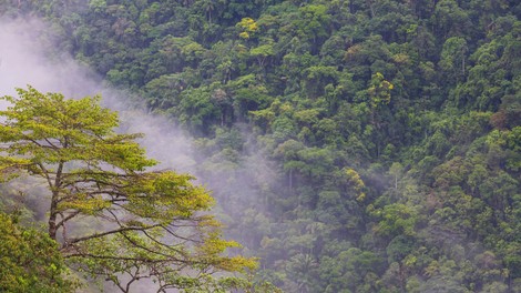 gozd, Yungas