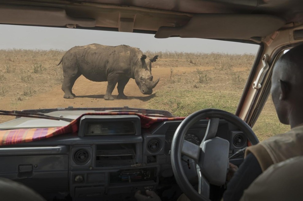Misterij na safariju v Namibiji: Nosorog predrl avtomobil, voznik pa naredil vse narobe (foto: profimedia)