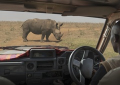 Misterij na safariju v Namibiji: Nosorog predrl avtomobil, voznik pa naredil vse narobe