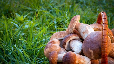 Sezona nabiranja gob je na vrhuncu, inšpektorji pa v akciji - previdno in po pameti, kazni so ogromne