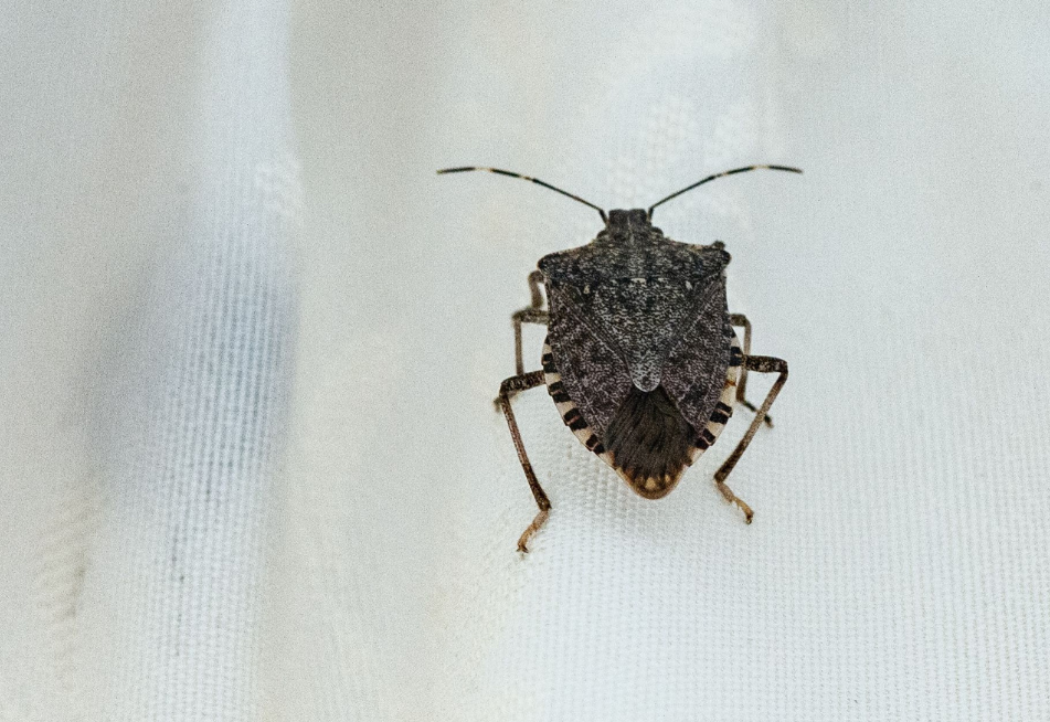 V toplejših mesecih se v stanovanjih in hišah pogosto pojavijo smrdljivci. Najdemo jih zlasti ob oknih, na balkonih in na …
