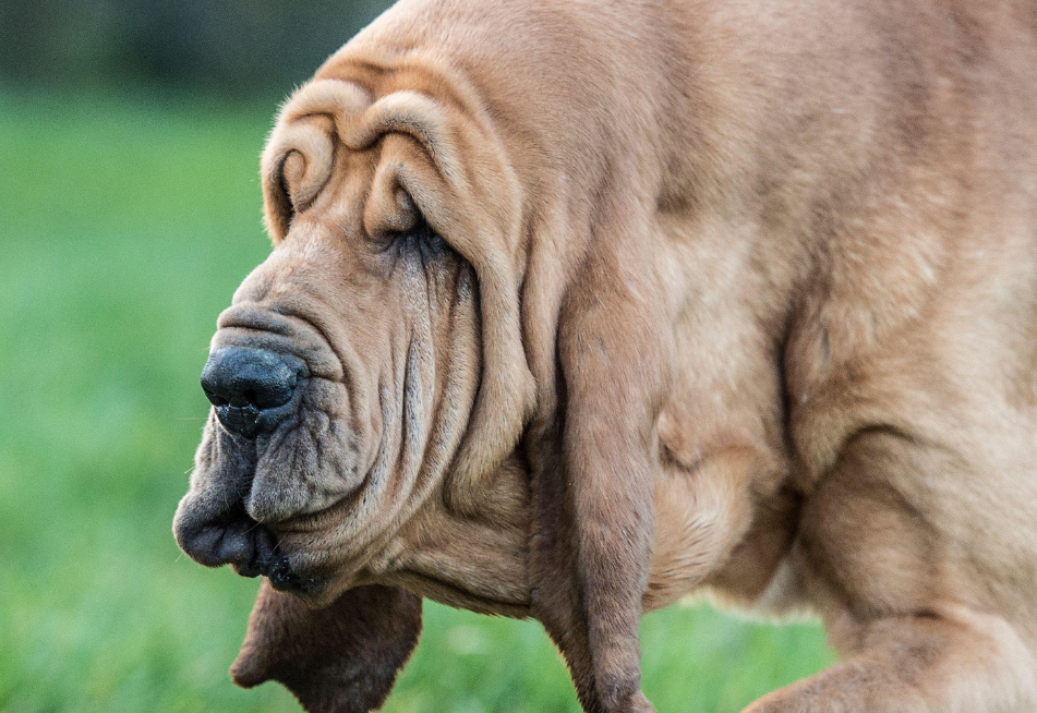 Ustanovitelj podjetja American Standard Dog Training Gareth Wing, ki ima več kot dvajset let izkušenj pri šolanju zahtevnih psov, je …
