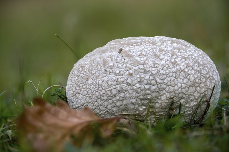 bovistella utriformis