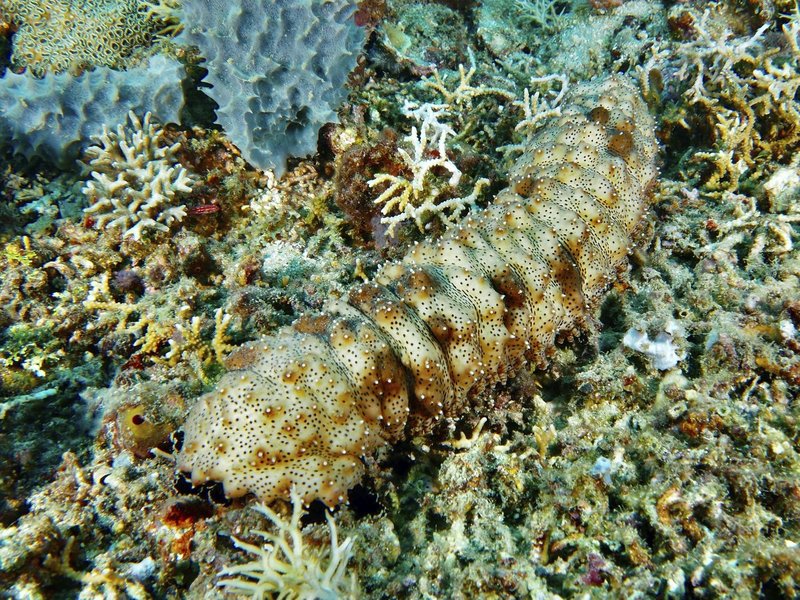 morska kumara narava morje jadran jadransko morje hrvaska crna gora nevarnost voda zivali