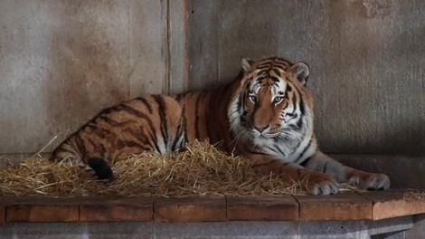 Yorkshire Wildlife Park, Atai