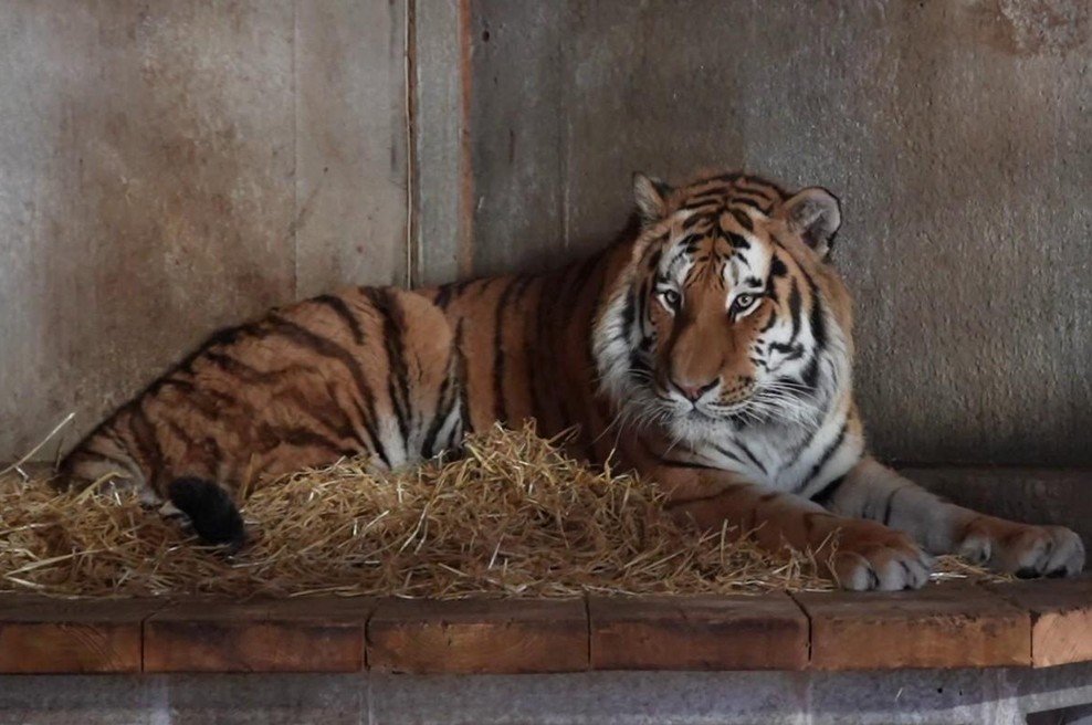 Nova razkritja: ena ženska je nesrečniku obupano poskušala preprečiti skok v ogrado s tigrom (foto: tiger Atai)