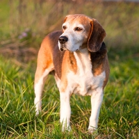 beagle pes živali