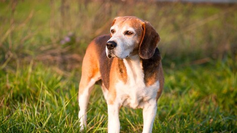 beagle pes živali