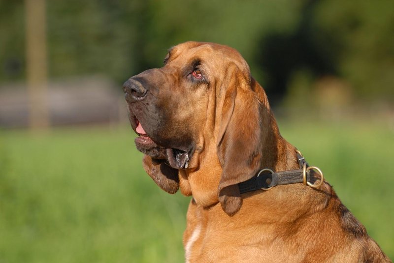 Bloodhound pes