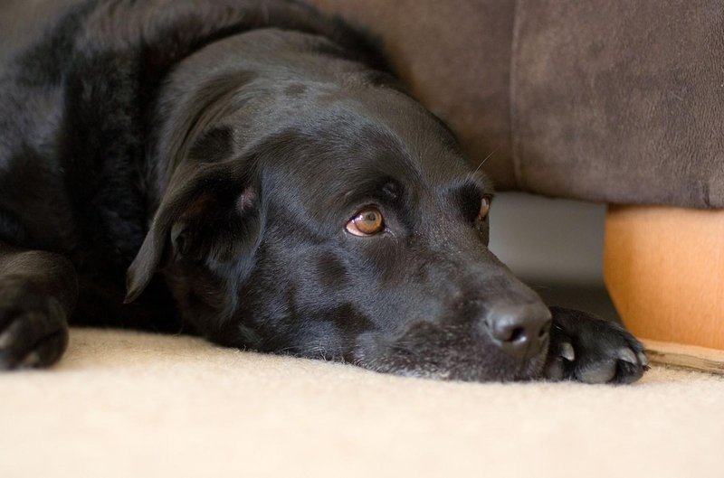labradorec