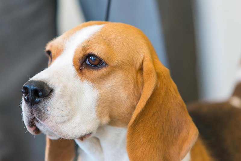 beagle pes živali