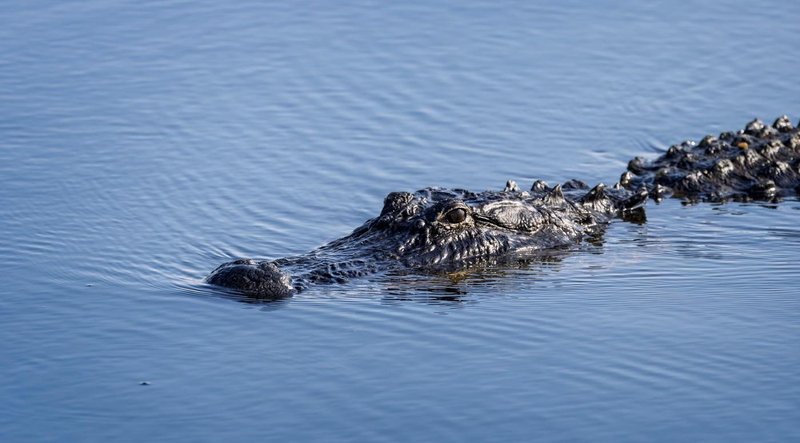 aligator žival