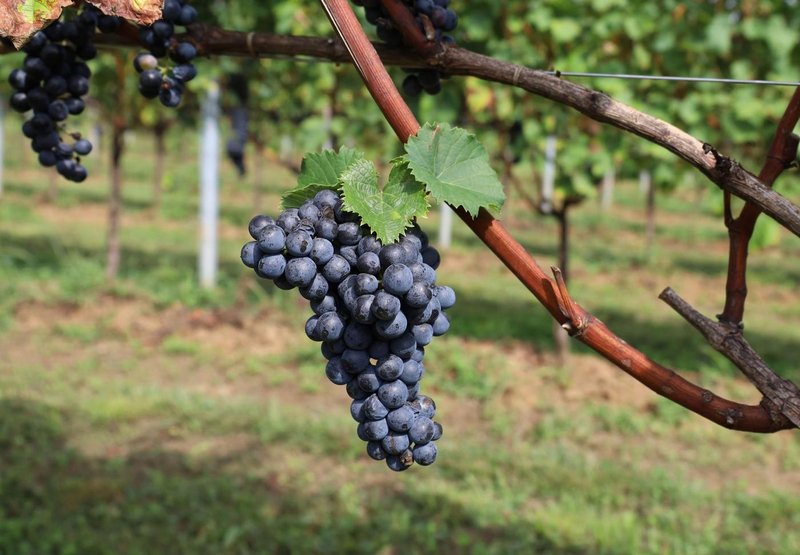 Kras vinograd grozdje teran