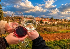 Kras bo zaživel v znamenju vina in dobre hrane: razkrivamo, kaj vse pripravljajo za letošnje martinovanje