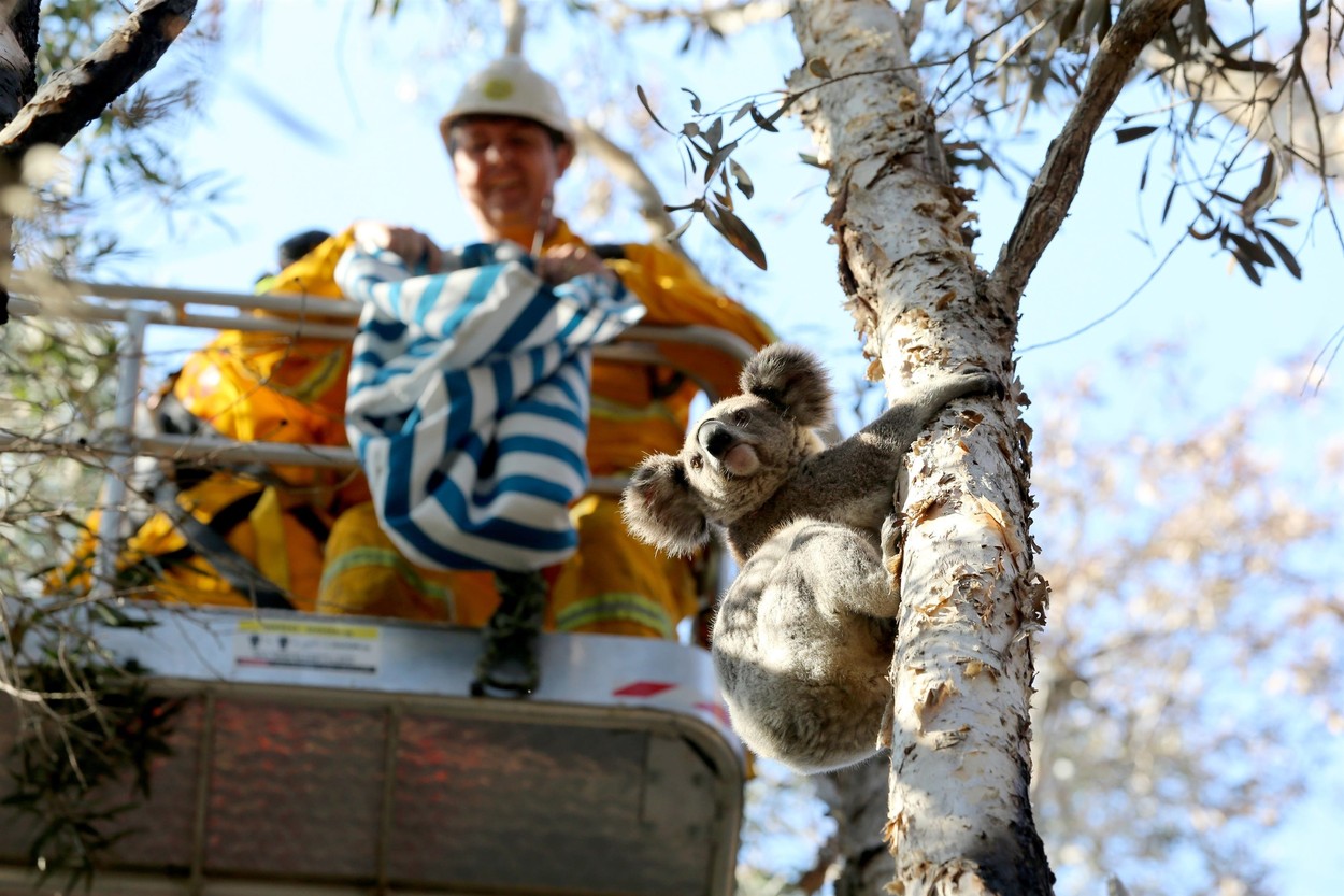 koala