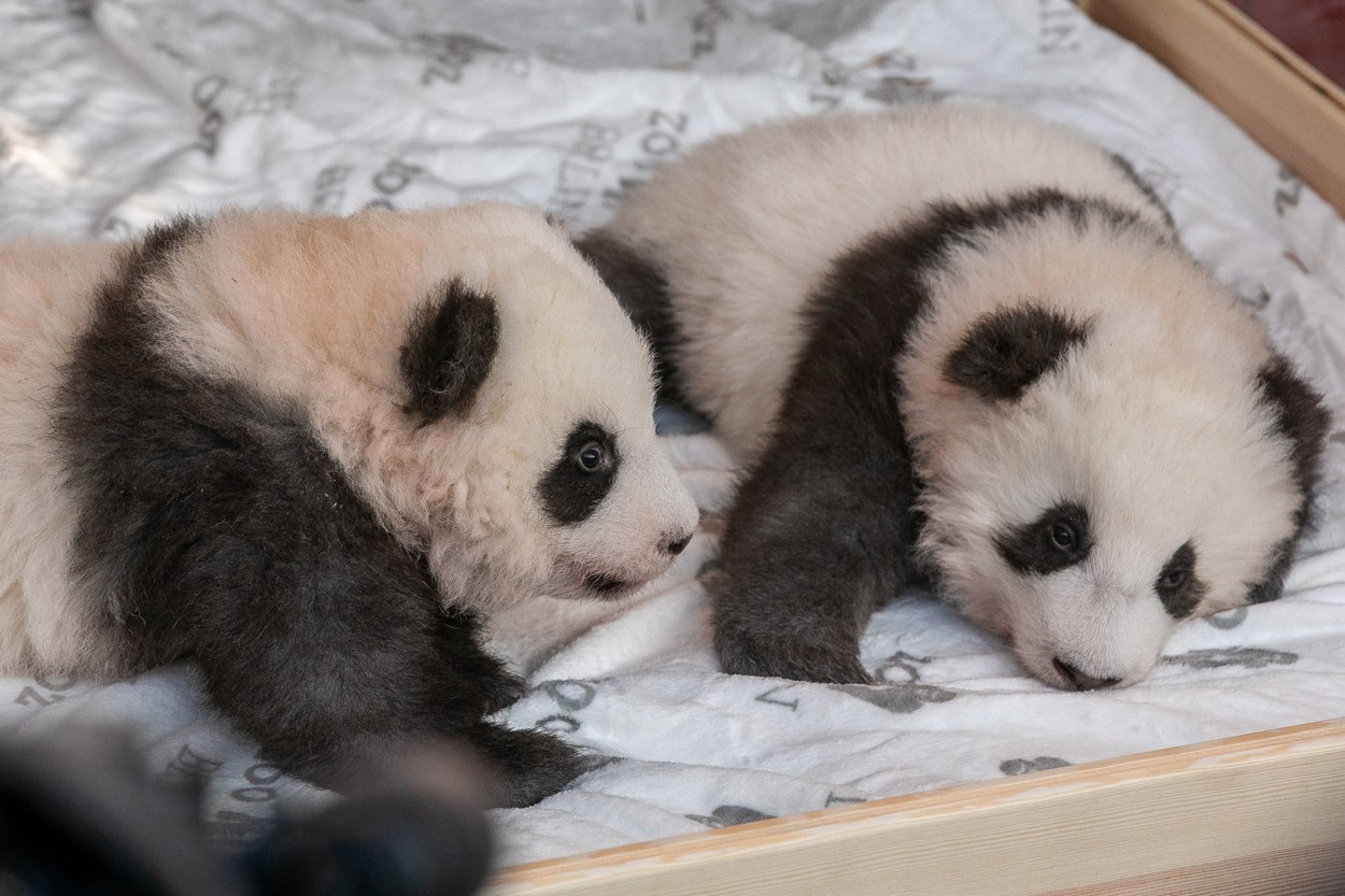 panda