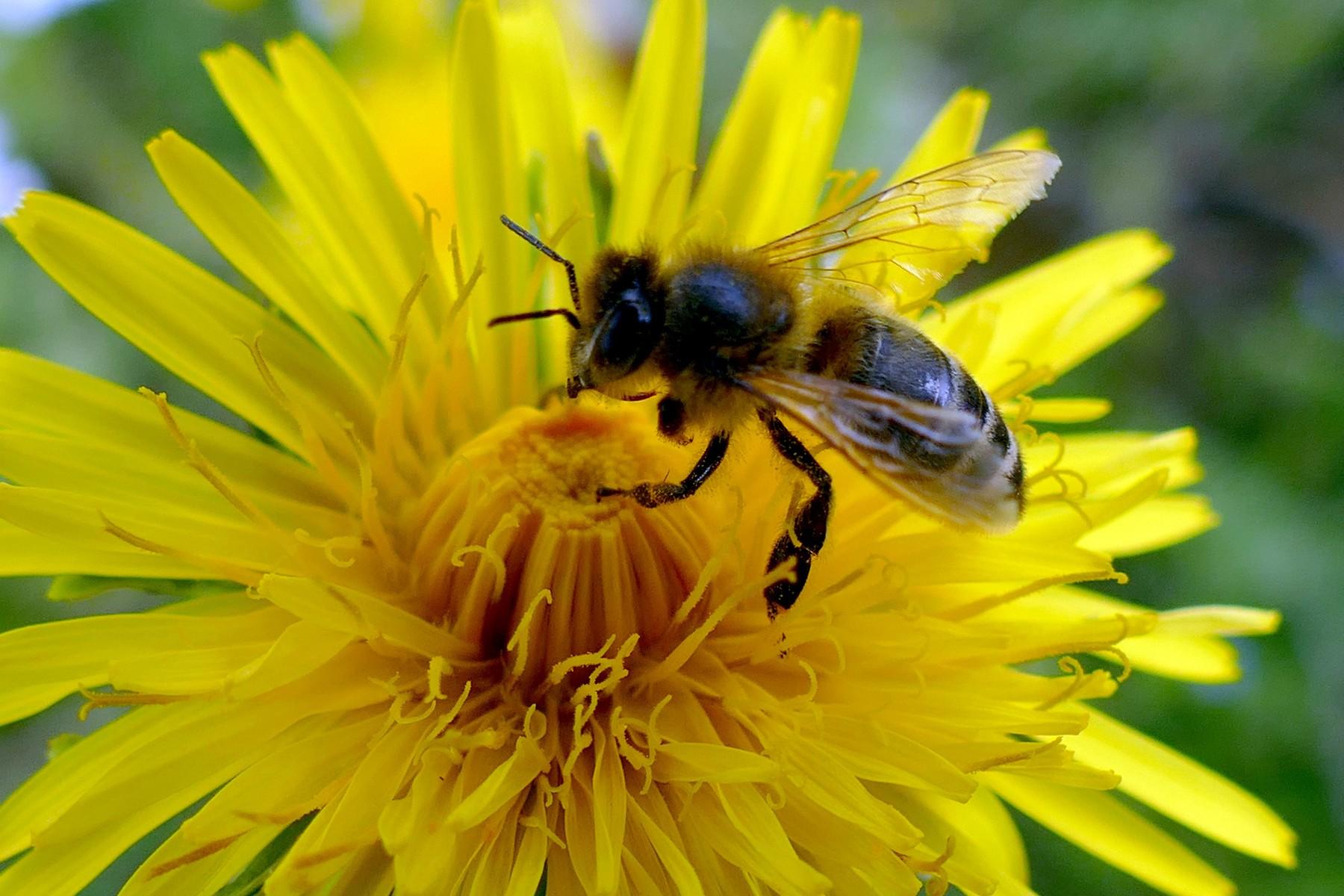 Regrat je ena od rastlin, ki so odlične za čebele.
