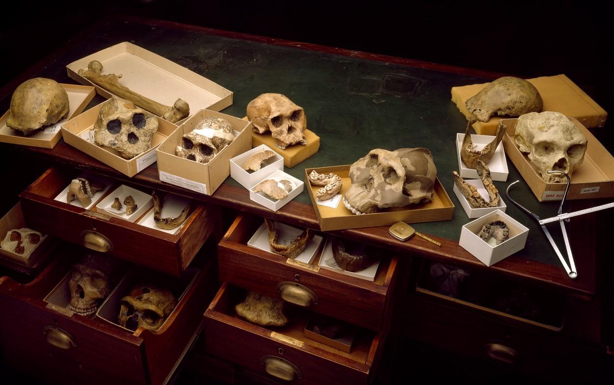 hominidi