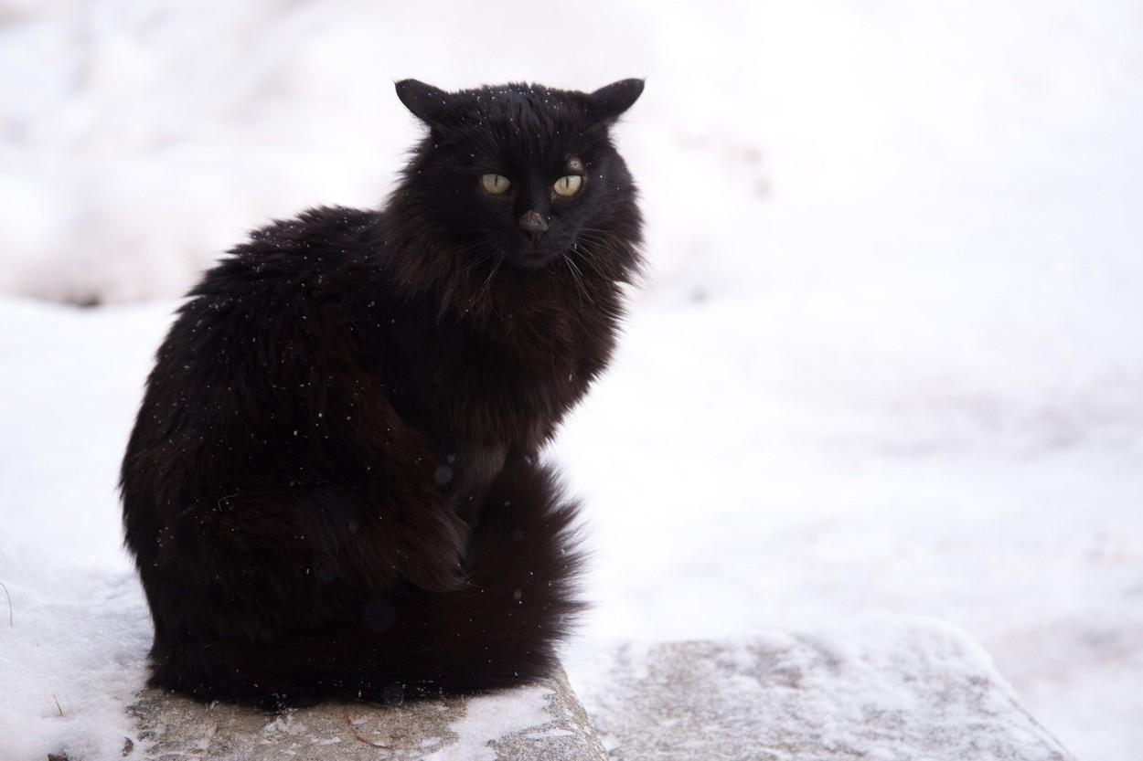 V Italiji prinaša srečo črna mačka, ki kihne.