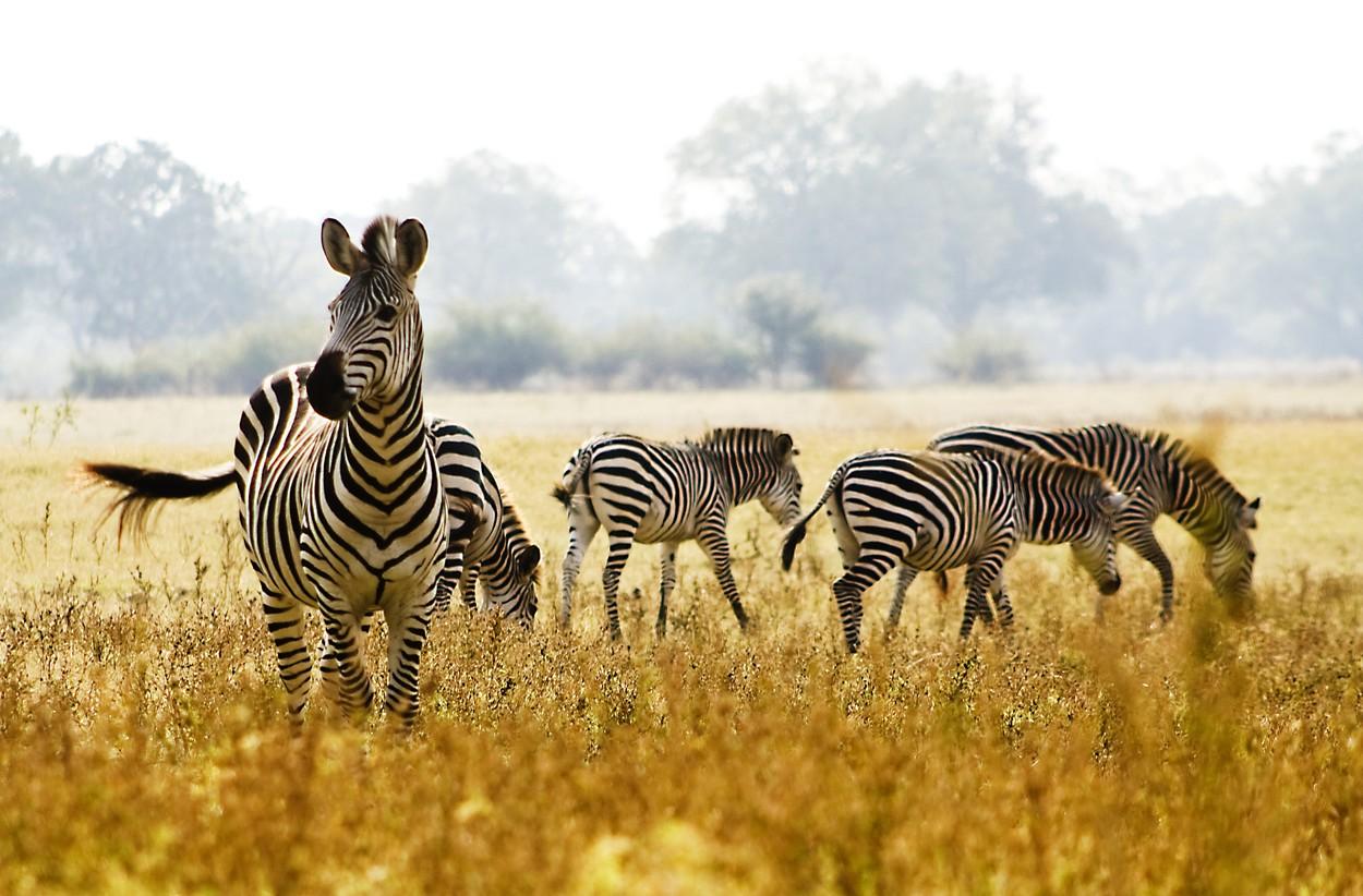 Še ena žival, ki je močno zmanjšala svojo populacijo, je zebra.