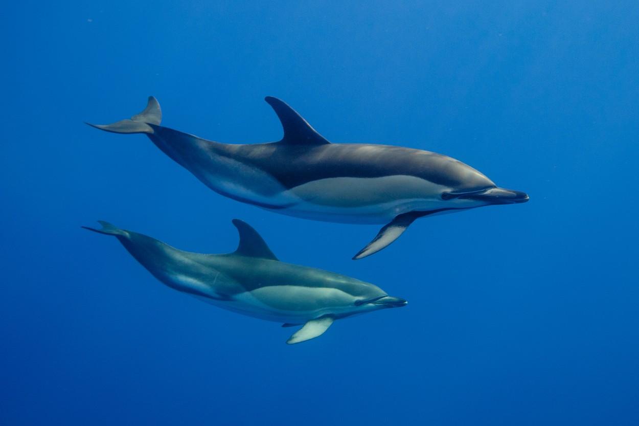Prekomeren ribolov in onesnaževanje oceanov bosta iztrebila delfine.