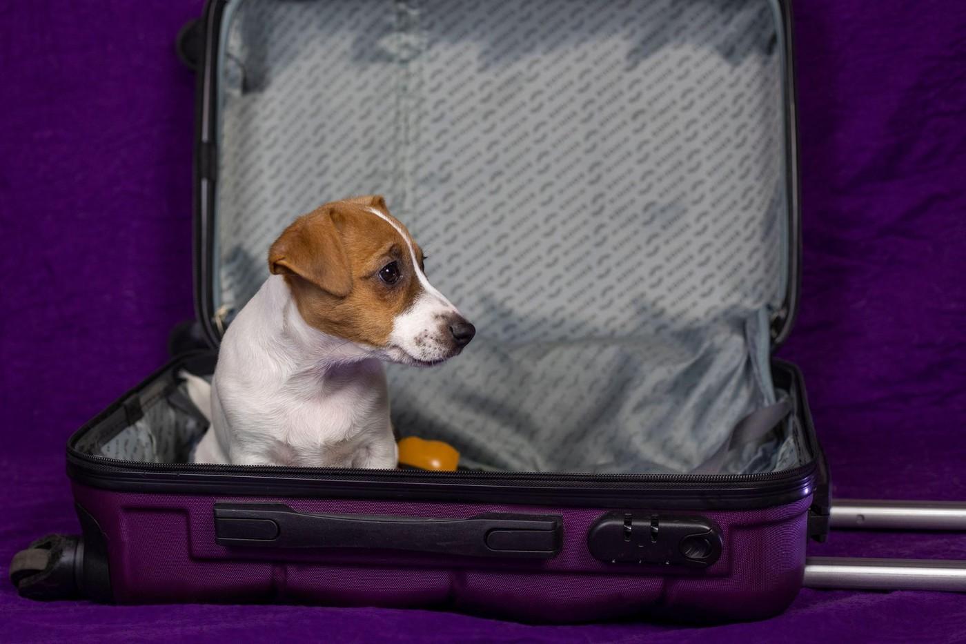 Če se na izlet odpravljate poleti, skrbite, da vašemu psu ni preveč vroče.