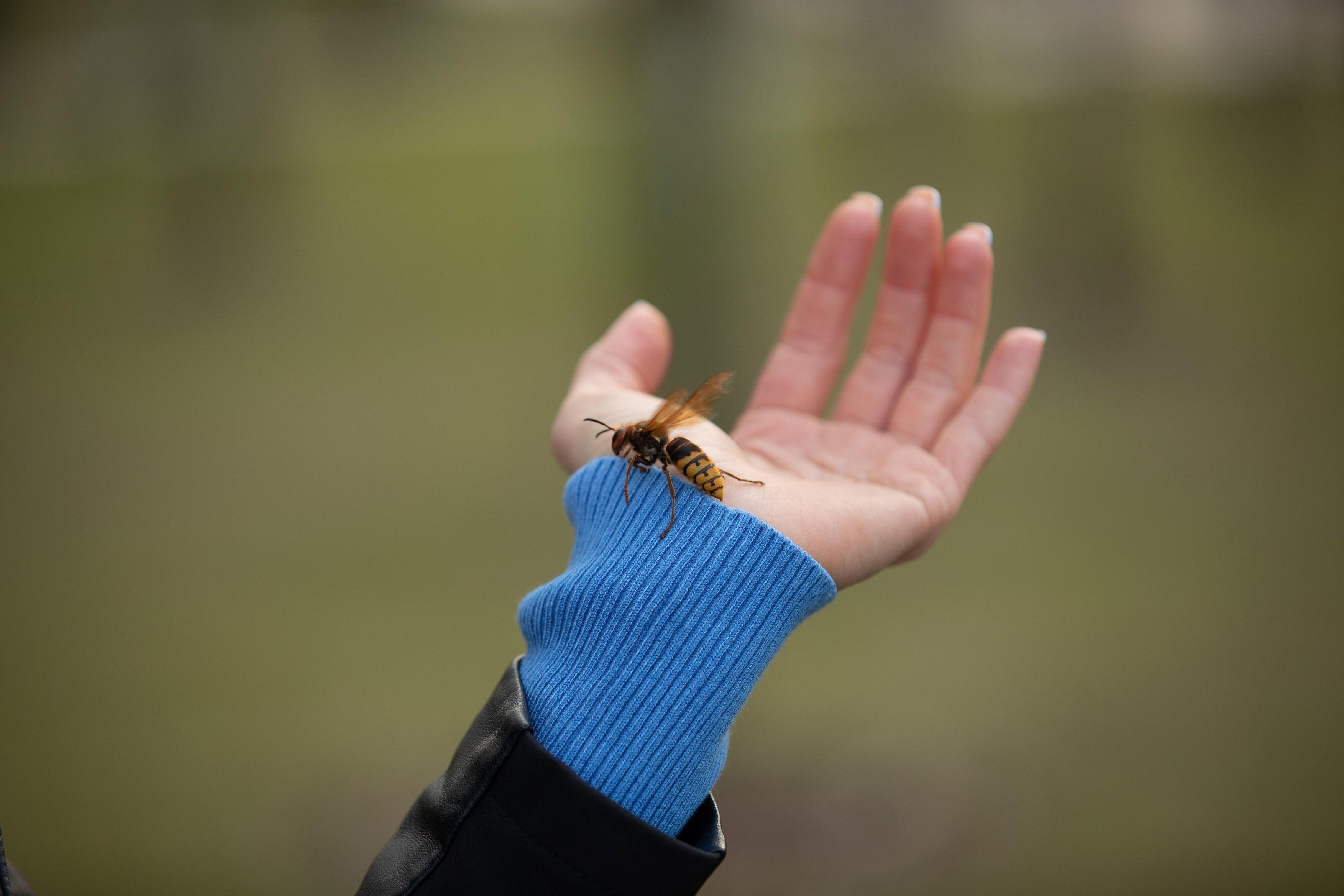 Kaj storiti ob piku ose, čebele ali sršena? Na mesto pika nanesite to in bolečina bo izginila v trenutku