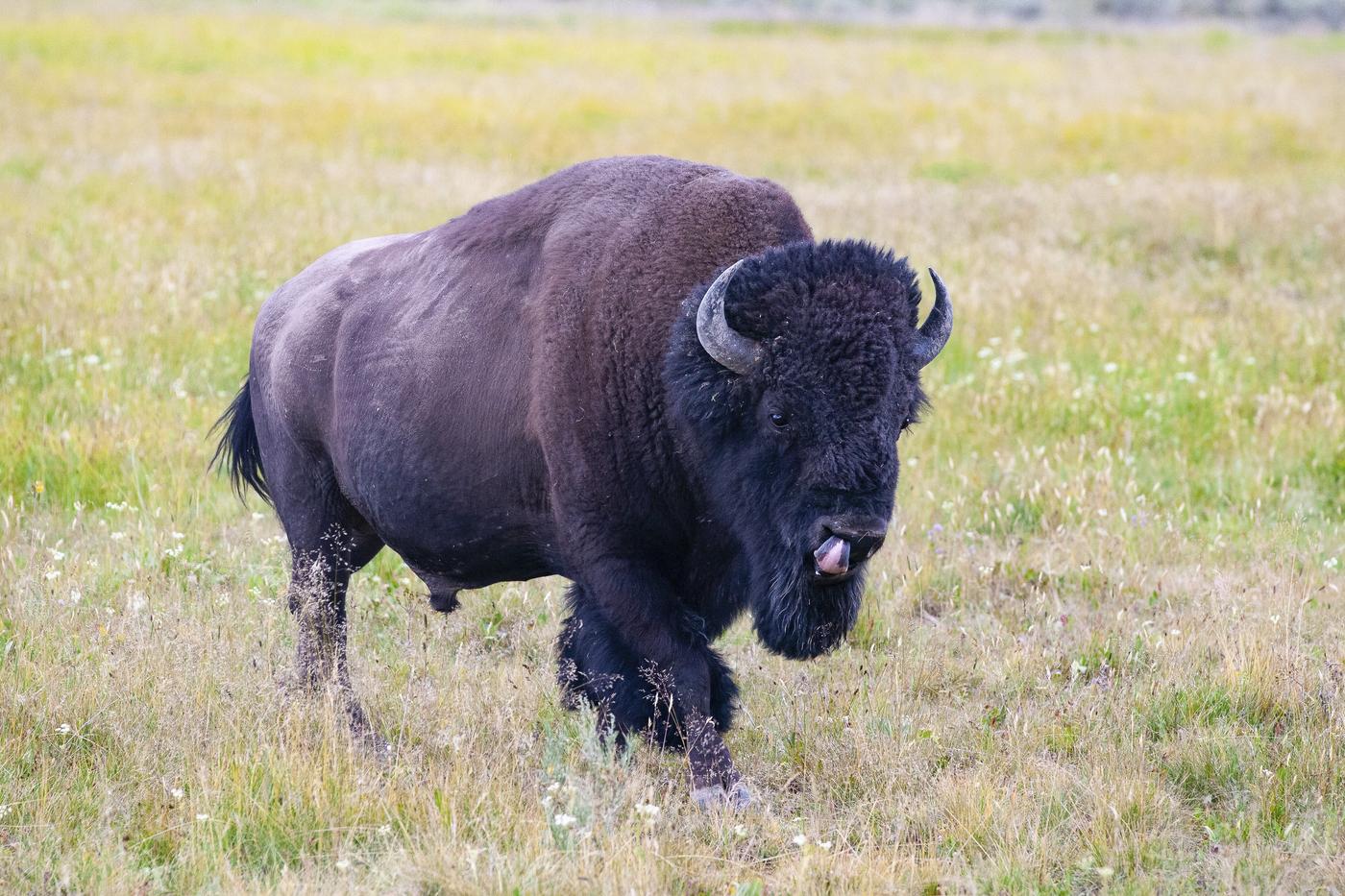 bizon moški napad ZDA Yellowstone
