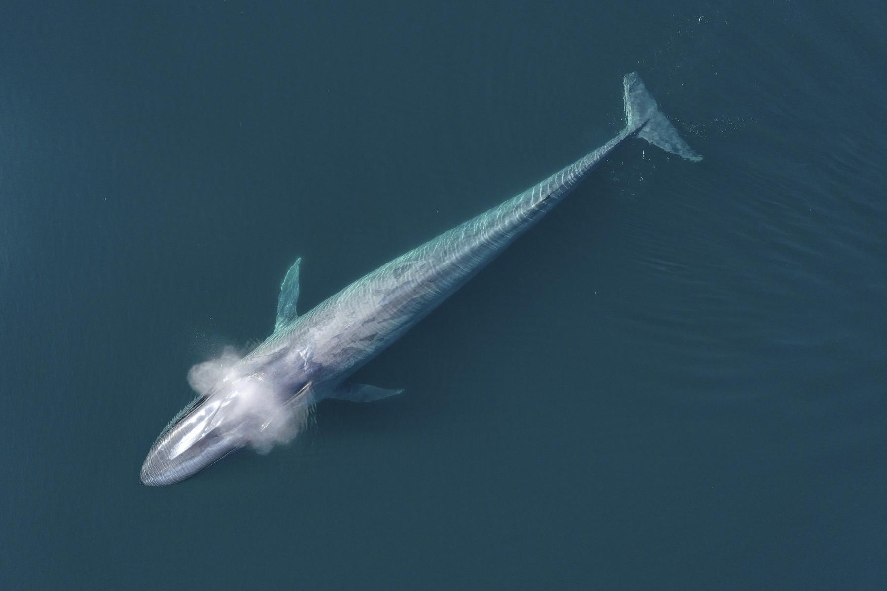sinji kit zival zemlja planet srecanje potapljanje usoda hrana prizor