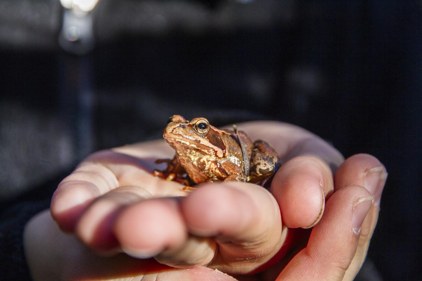 Rana temporaria