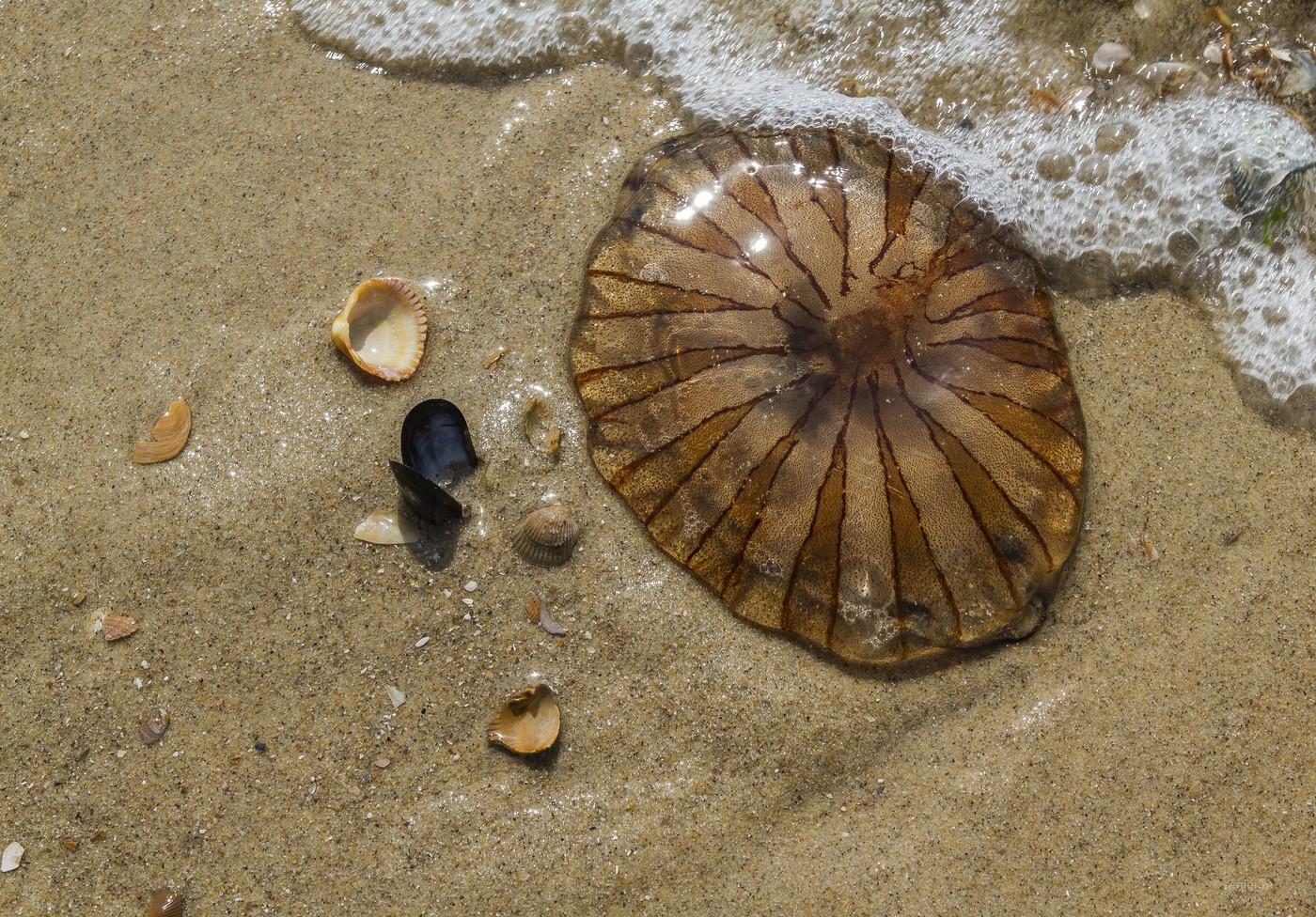 meduza