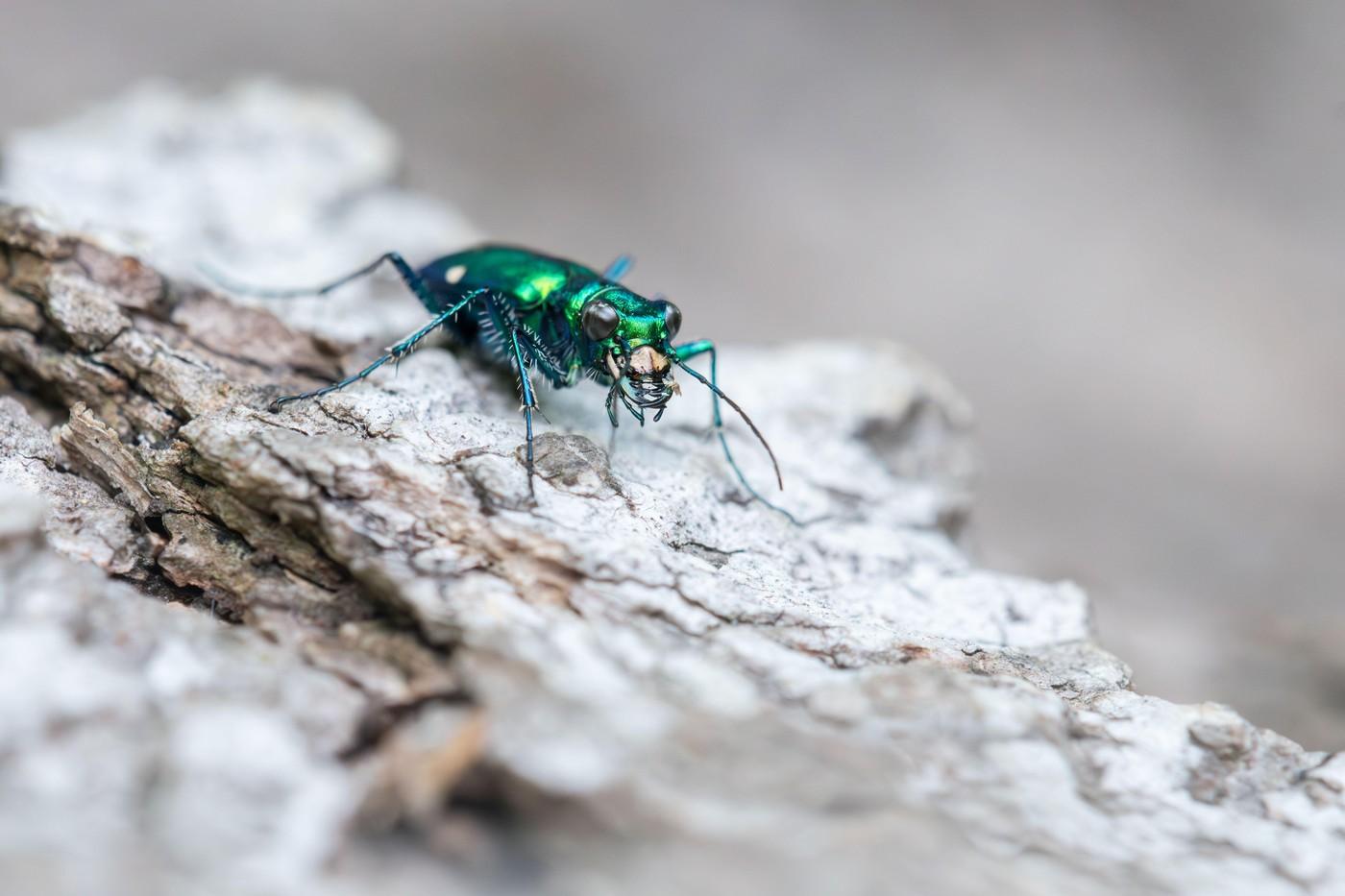 Cicindela sexguttata