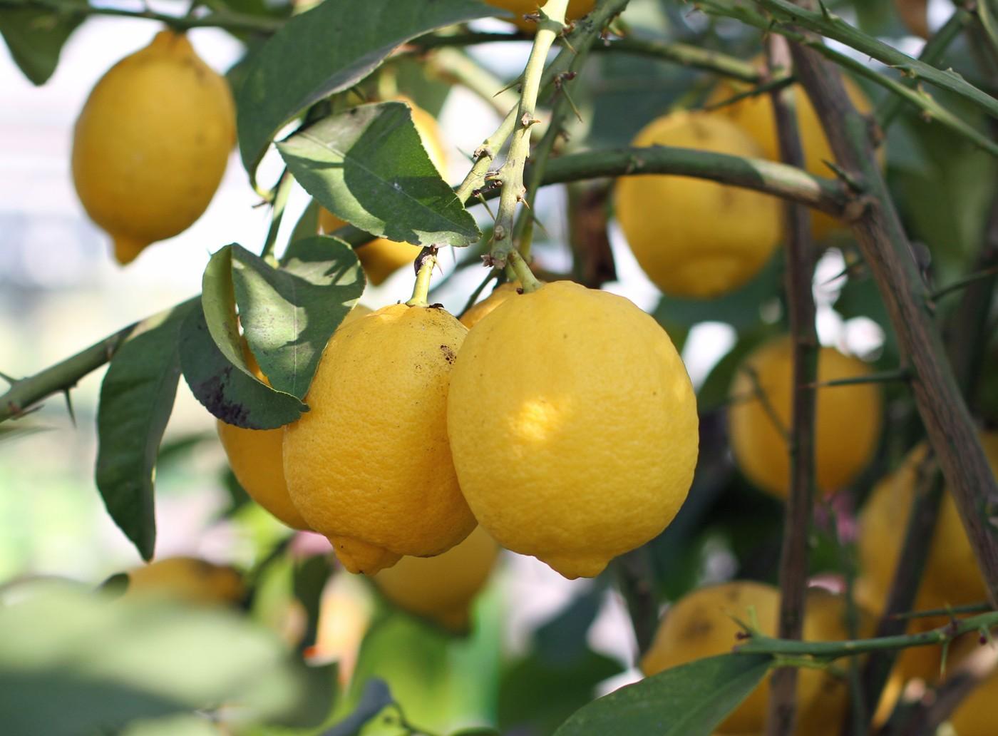 limone